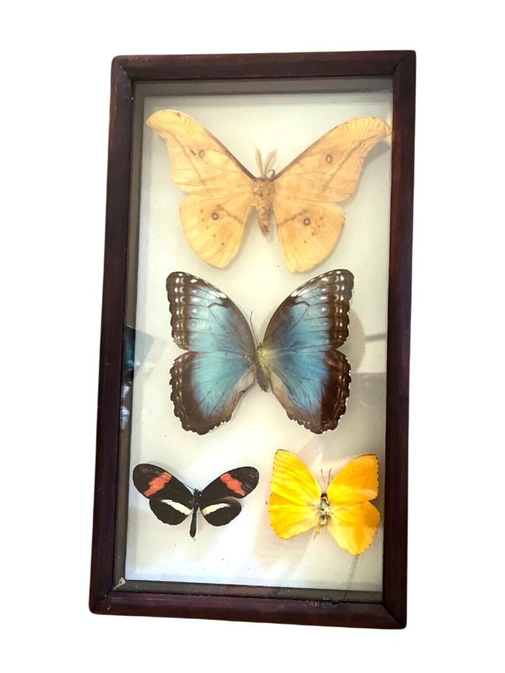 Vtg Taxidermy Butterfly Display 4 Specimens Including Large Morpho 11x6 Inches